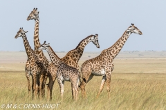 girafe Masai / Masai giraffe