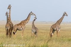 girafe Masai / Masai giraffe