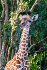 girafe Masai / Masai giraffe