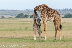 girafe Masai / Masai giraffe