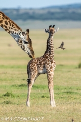 girafe Masai / Masai giraffe