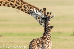 girafe Masai / Masai giraffe