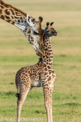 girafe Masai / Masai giraffe