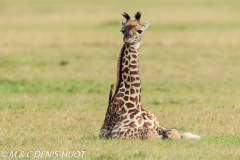 girafe Masai / Masai giraffe