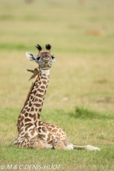 girafe Masai / Masai giraffe