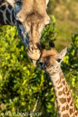 girafe Masai / Masai giraffe