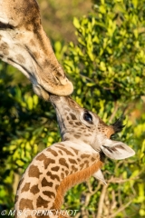 girafe Masai / Masai giraffe