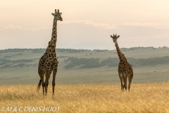 girafe Masai / Masai giraffe