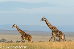 girafe Masai / Masai giraffe