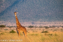girafe Masai / Masai giraffe
