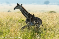 girafe Masai / Masai giraffe