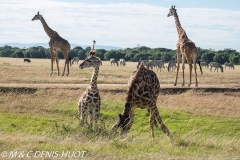 girafe Masai / Masai giraffe