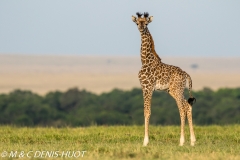 girafe Masai / Masai giraffe