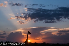 girafe Masai / Masai giraffe