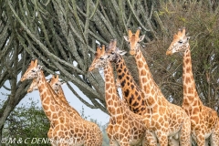 girafe de Rothschild / Rothschild giraffe