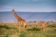 girafe Masai / Masai giraffe