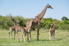 girafe Masai / Masai giraffe