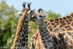 girafe Masai / Masai giraffe