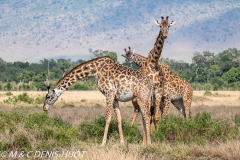 girafe Masai / Masai giraffe