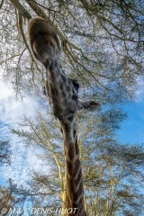 girafe de Rothschild / Rothschild giraffe