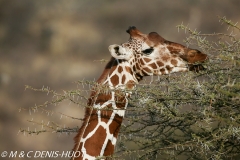 girafe réticulée / reticulated giraffe