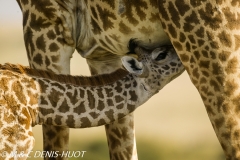 girafe Masai / Masai giraffe