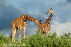 girafe réticulée / reticulated giraffe