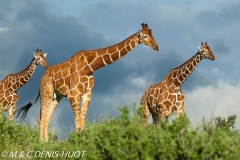 girafe réticulée / reticulated giraffe