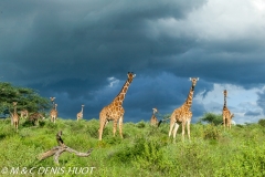 girafe réticulée / reticulated giraffe