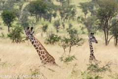 girafe Masai / Masai giraffe