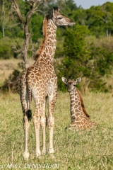 girafe Masai / Masai giraffe