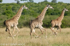 girafe Masai / Masai giraffe