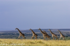 girafe Masai / Masai giraffe