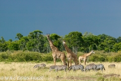 girafe Masai / Masai giraffe