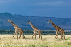 girafe Masai / Masai giraffe