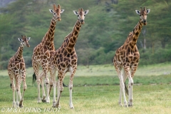 girafe de Rothschild / Rothschild giraffe