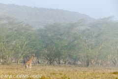 girafe de Rothschild / Rothschild giraffe