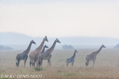 girafe Masai / Masai giraffe