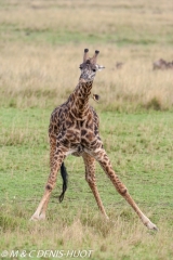 girafe Masai / Masai giraffe