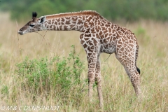 girafe Masai / Masai giraffe