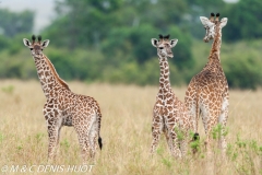 girafe Masai / Masai giraffe