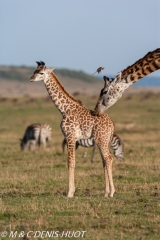 girafe Masai / Masai giraffe