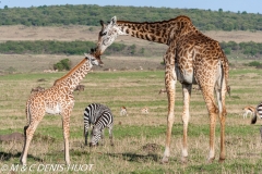 girafe Masai / Masai giraffe