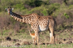 girafe Masai / Masai giraffe