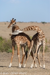 girafe Masai / Masai giraffe