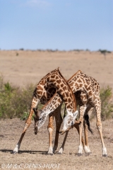 girafe Masai / Masai giraffe