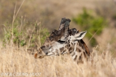 girafe Masai / Masai giraffe