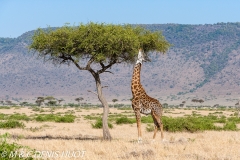 girafe Masai / Masai giraffe