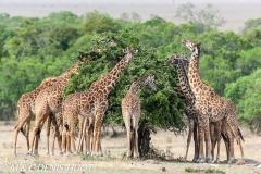 girafe Masai / Masai giraffe