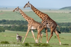 girafe Masai / Masai giraffe